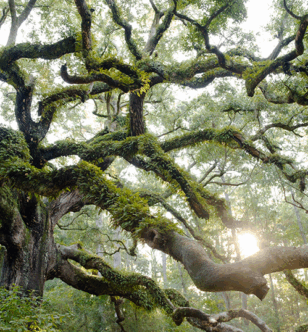 mossy tree