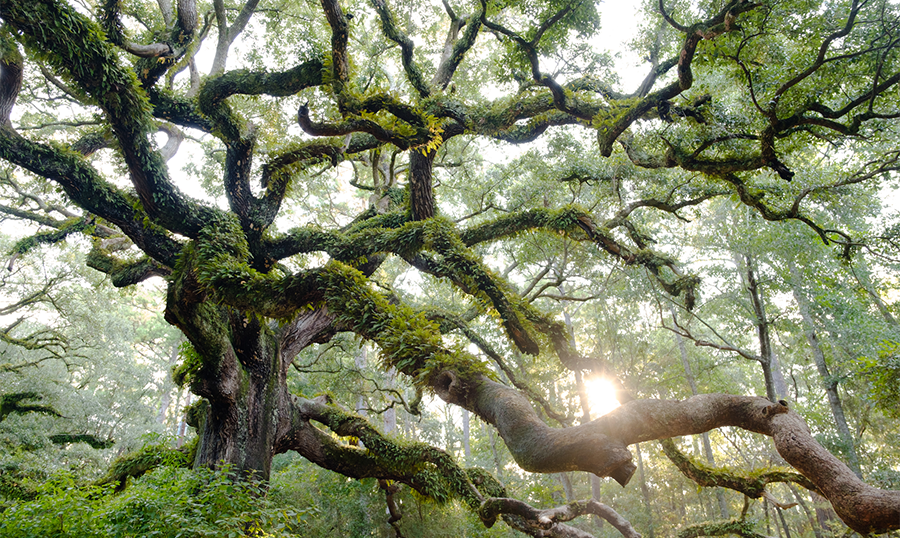 mossy tree