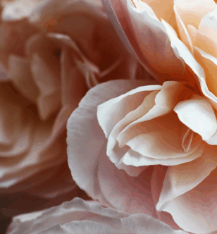 flower petals
