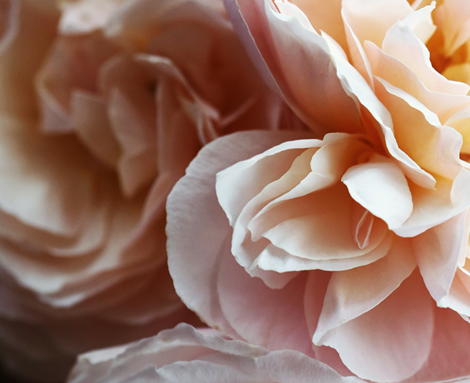 flower petals