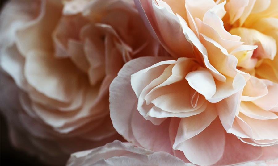 flower petals