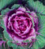 overhead macro photo of a green and purple ornamental kale