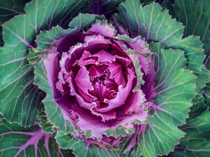 overhead macro photo of a green and purple ornamental kale