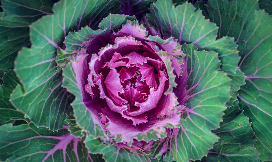 overhead macro photo of a green and purple ornamental kale