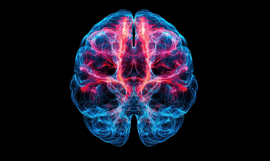 brain illlustration