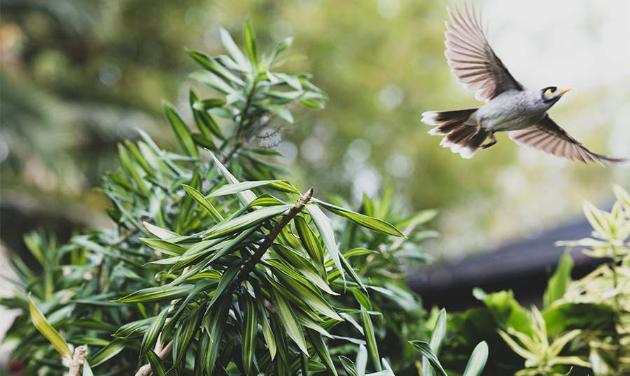 bird flying away from a bush
