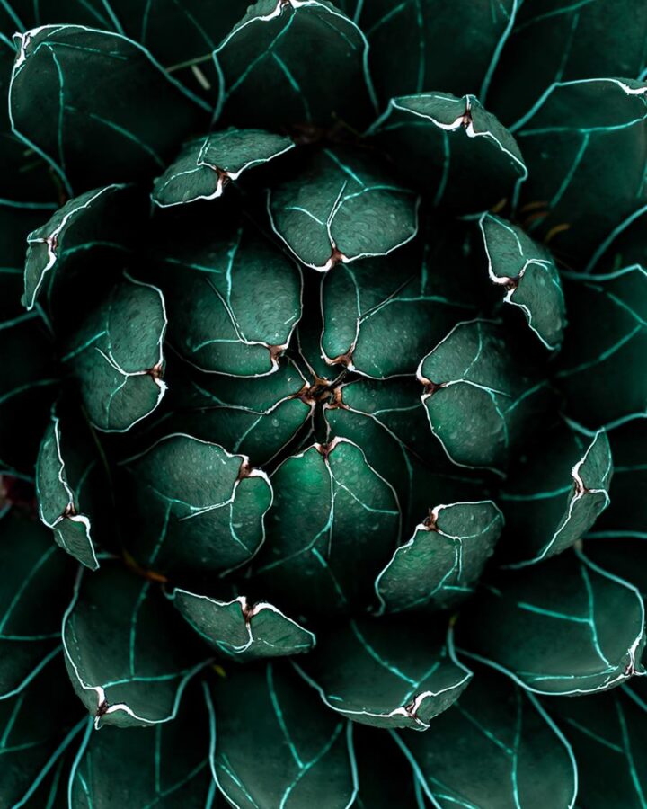 Green succulent