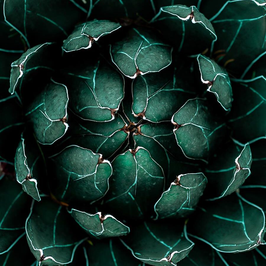 Green succulent