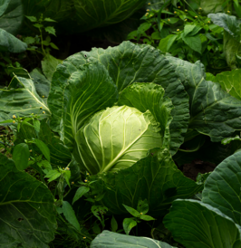 cabbage in a garden