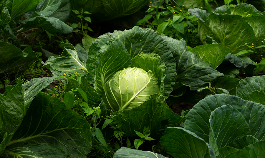 cabbage in a garden
