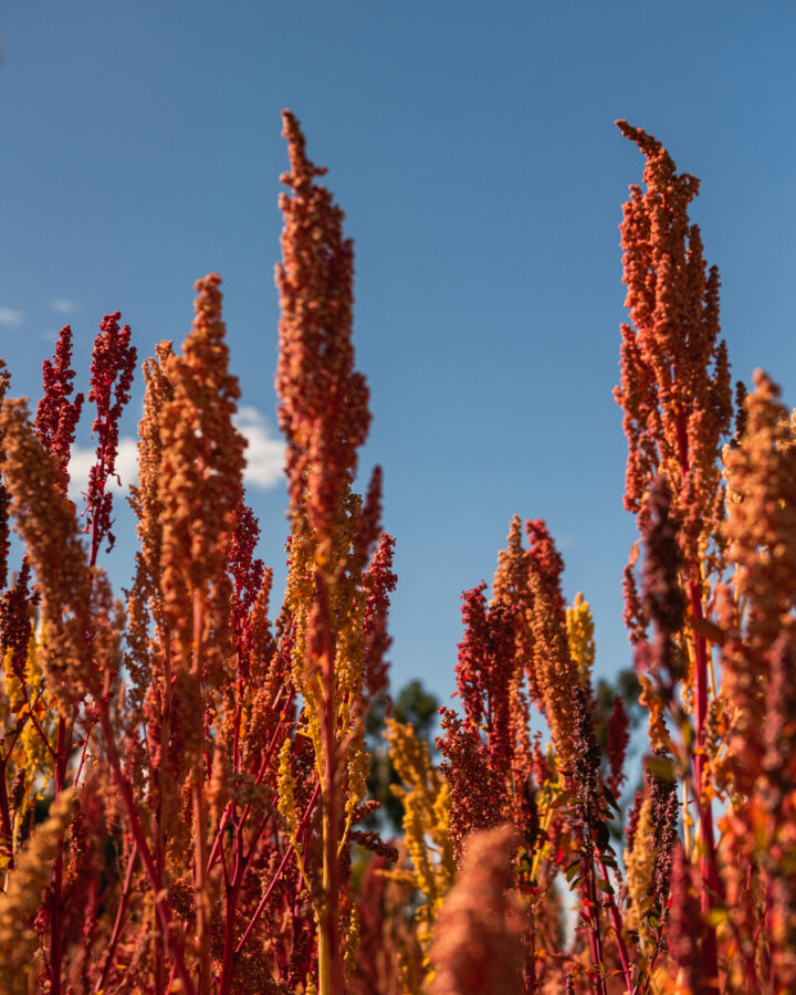 quinoa plants in the Andean highlands of Peru. Quinoa plantation