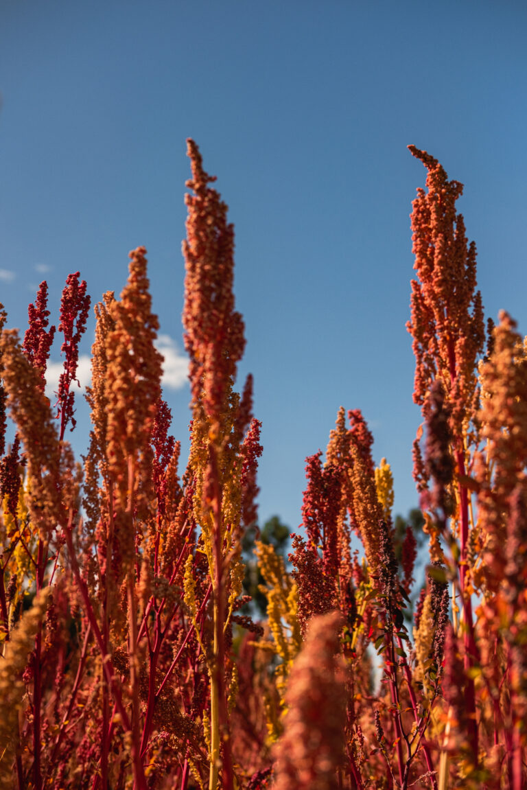quinoa plants in the Andean highlands of Peru. Quinoa plantation