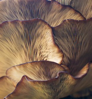 Add These Plant Compounds to Your Diet