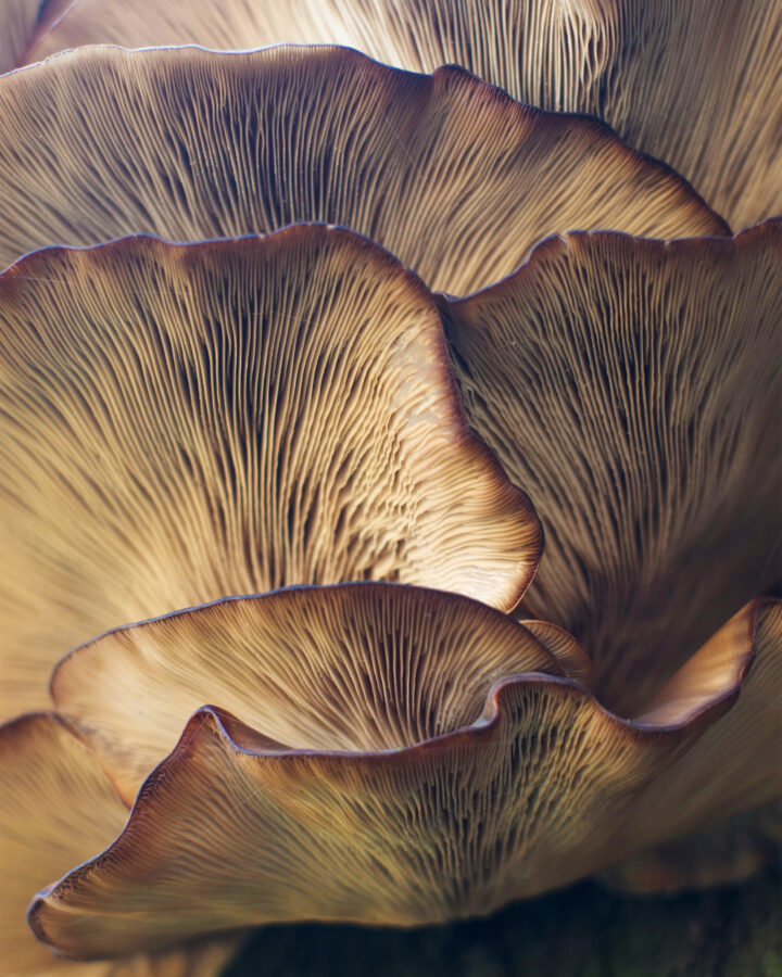 Add These Plant Compounds to Your Diet