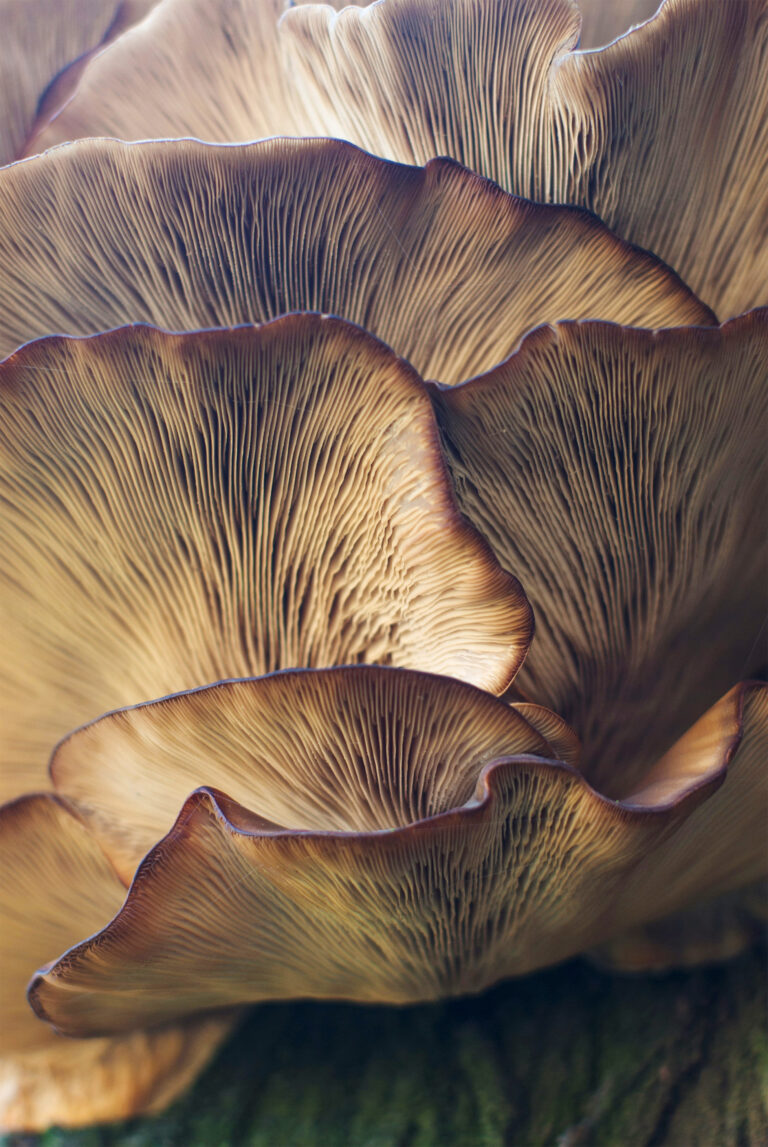 Add These Plant Compounds to Your Diet