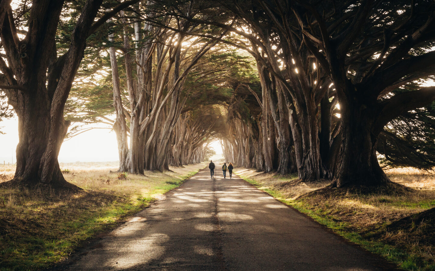 Japanese Walking Method that Reverses Biological Aging