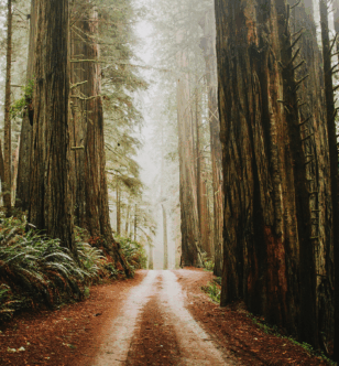 Virtual Nature, Real Relief: How VR Is Redefining Chronic Pain Treatment