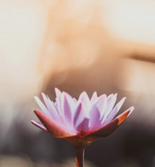 3 doshas are the energy behind everything