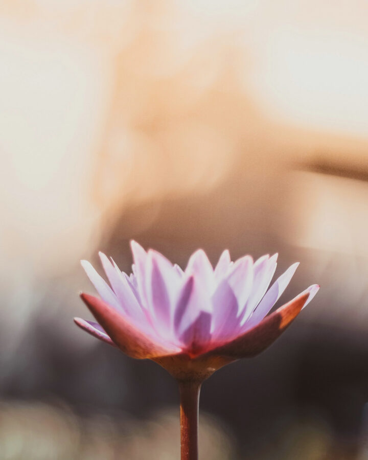 3 doshas are the energy behind everything